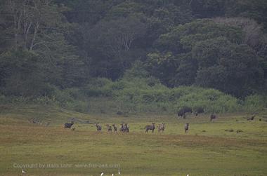 Periyar Lake N.P., ThekkadyDSC_7593_H600